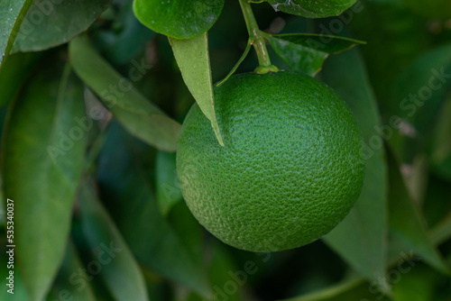 Close-up of an unripe green orange on the tree.