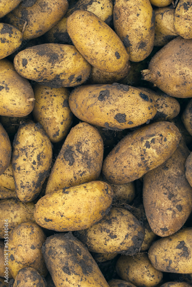 Fresh young potato. Heap of ripe potatoes on the ground in a field. Fresh white young organic potatoes, harvesting. Organic vegetables background. Harvest close-up. Pile of potatoes lying on soil