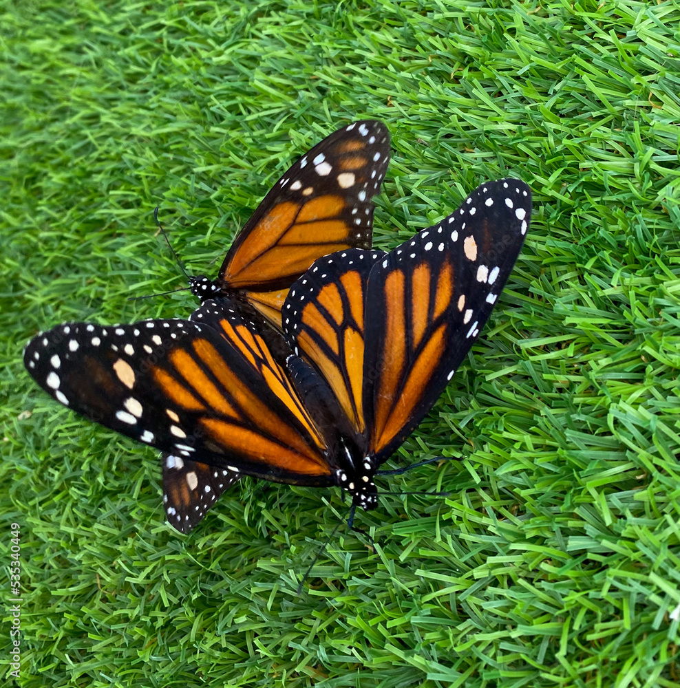 Fototapeta premium monarch butterfly on green grass