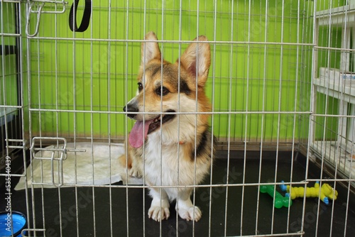 Corgi welsh pembroke dog in a cage waiting visit for an appointment at a veterinary clinic. Treatment and care of pets concept. Health, quarantine, recovery, checkup and vaccination of domestic animal