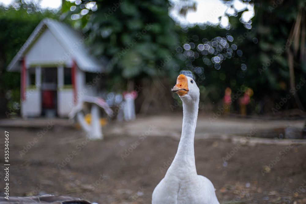Fototapeta premium close up of a duck