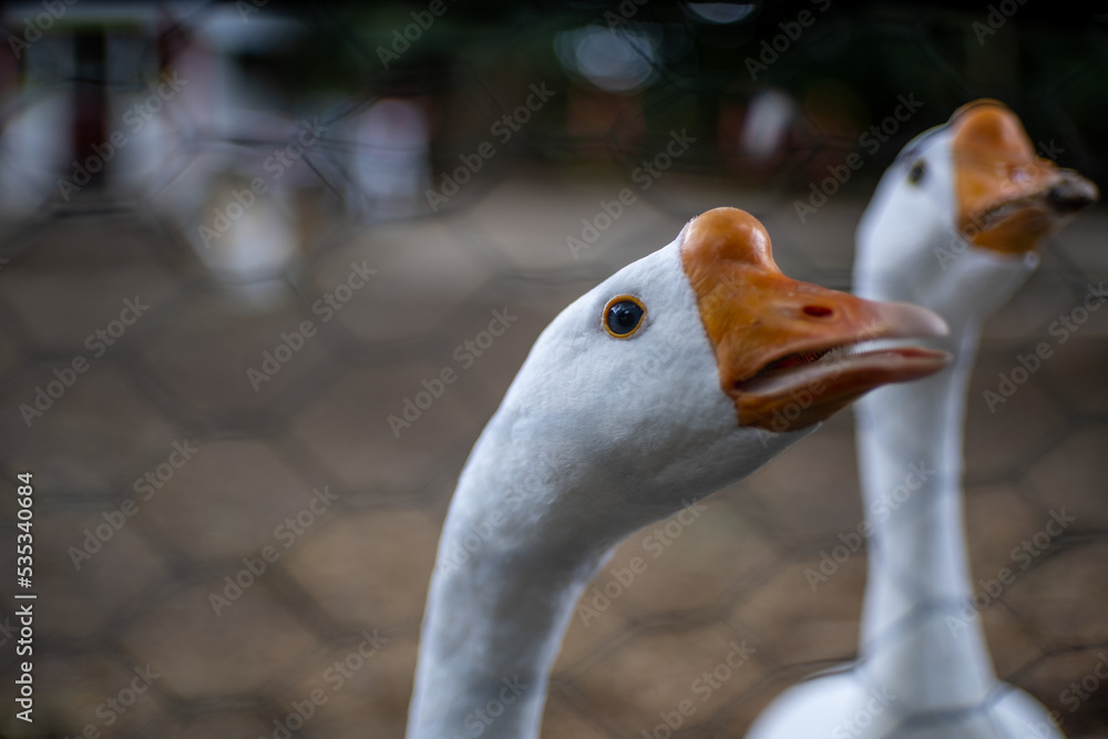 close up of a duck