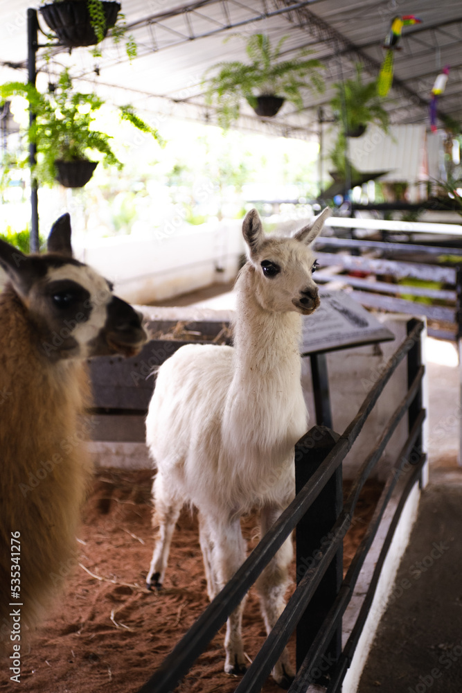 Obraz premium close up of a white alpaca