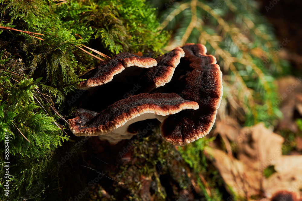 Fototapeta premium Ischnoderma resinosum. Bracket fungus growing on a tree.