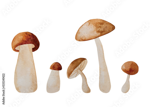 Autumn mushroom paintings