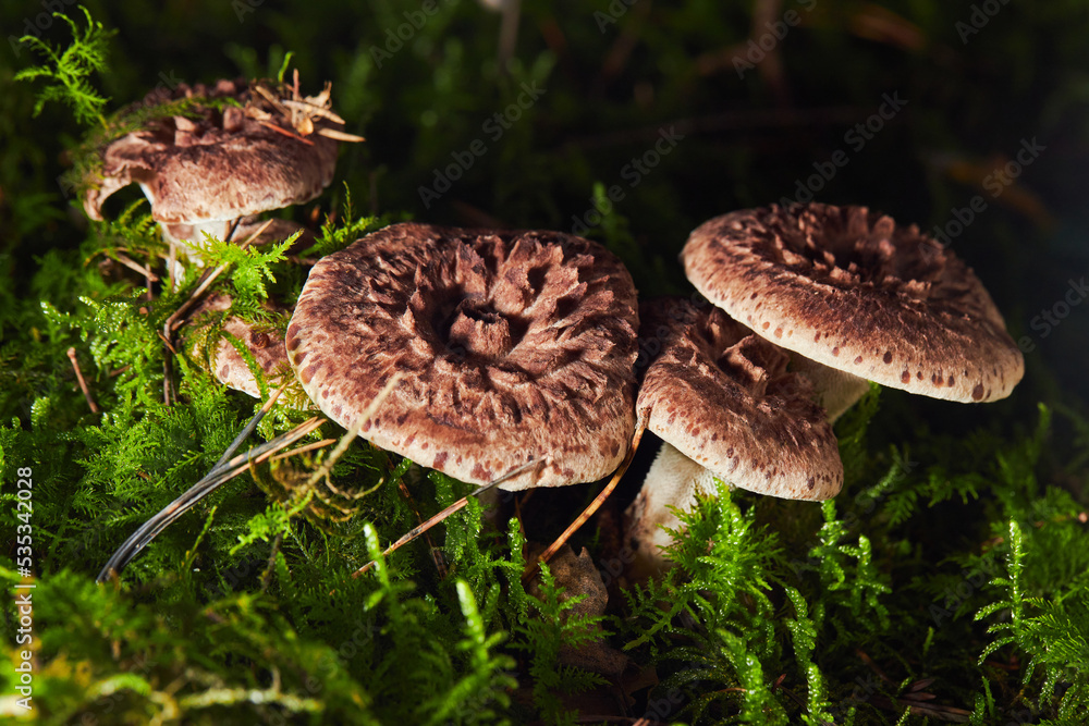 Sarcodon imbricatus, commonly known as the shingled hedgehog or Scaly Tooth Sarcodon imbricatus, commonly known as the shingled hedgehog or Scaly Tooth