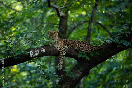 Leopard in a lush green background