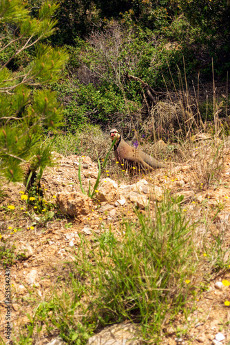 Partridge in nature. Wild red legged partridge in natural habitat. Game bird walking on ground.