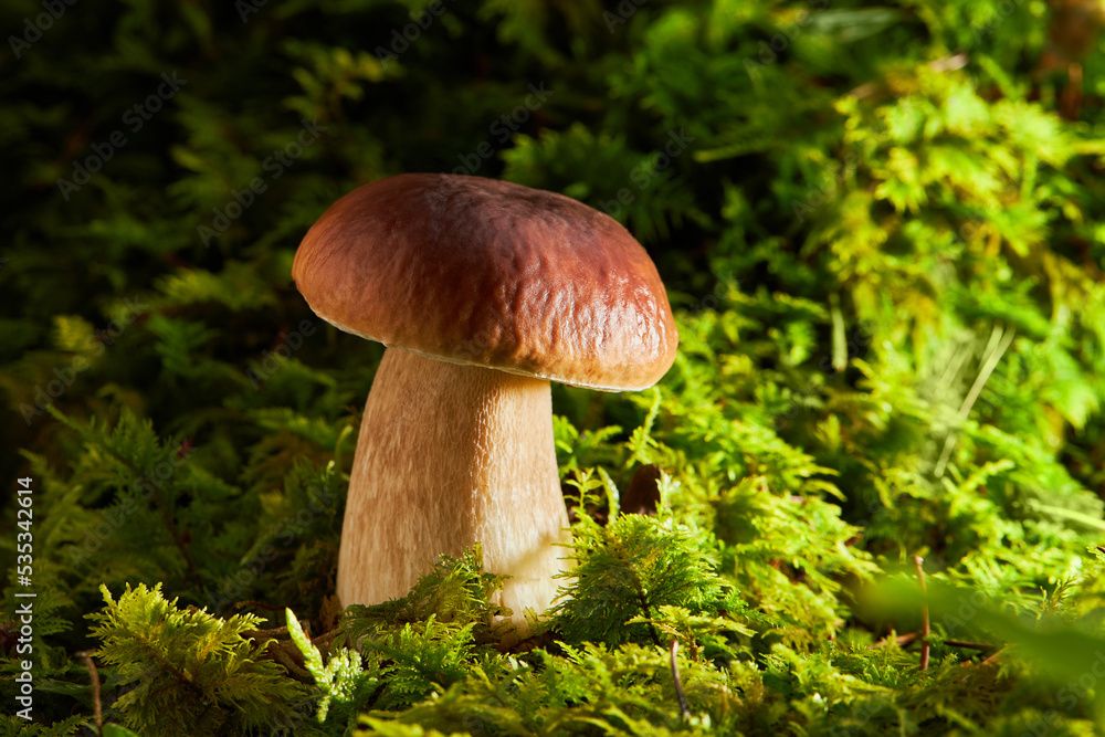 Boletus mushroom in the wild close-up. White fungus growing in the wild. Boletus edulis. Mushrooms in autumn forest Boletus mushroom in the wild close-up. White fungus growing in the wild. Boletus edulis. Mushrooms in autumn forest