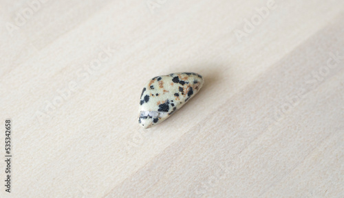 colored natural stone dolmatin jasper, on a light background. Astrology, mascot for the zodiac sign Virgo, jasper stone photo