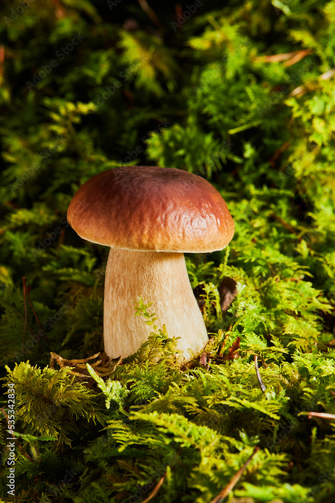 Boletus mushroom in the wild close-up. White fungus growing in the wild. Boletus edulis. Mushrooms in autumn forest Boletus mushroom in the wild close-up. White fungus growing in the wild. Boletus edulis. Mushrooms in autumn forest