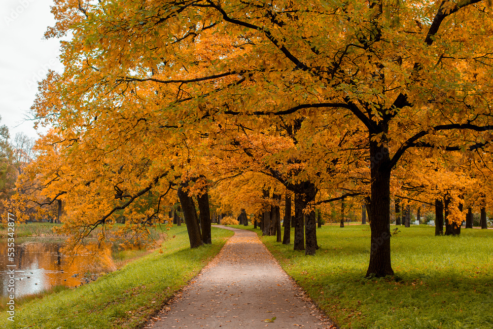 Naklejka premium Beautiful autumn park with a pond. Picturesque autumn. Bright orange maple leaves. Charming alley among the trees.