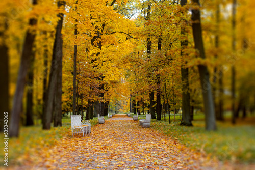 Beautiful autumn park. Picturesque autumn. Bright orange maple leaves. Charming alley among the trees.