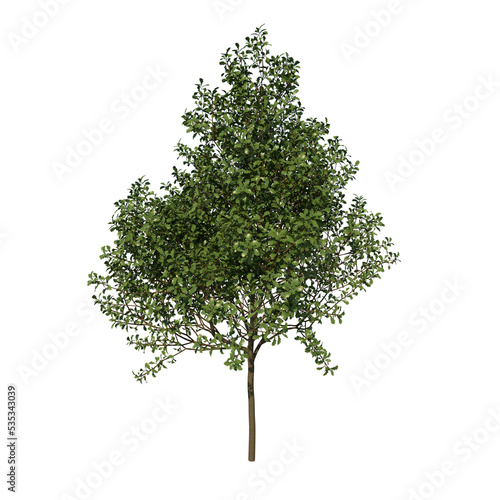 Front view tree plant   Young Common Oak tree 1   png