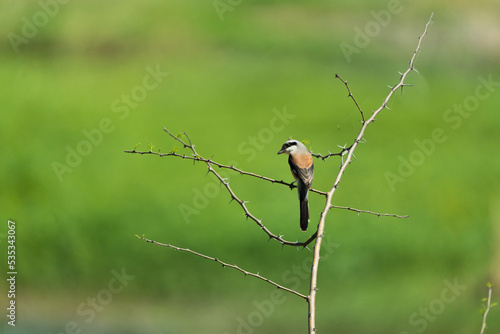 Long tailed shrike resting on a thorn plant near lake