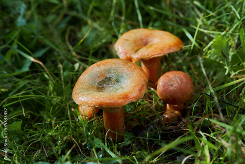 Saffron milk cap (Lactarius deliciosus) mushroom. Bloody milk cap mushroom, Lactarius sanguifluus - an edible wild mushroom 