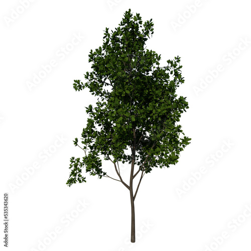 Front view tree plant   Young Red Oak tree 3   png