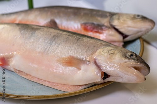 Two fresh cleaned arctic char fish on a blue plate on a white table with a kitchen in the background.