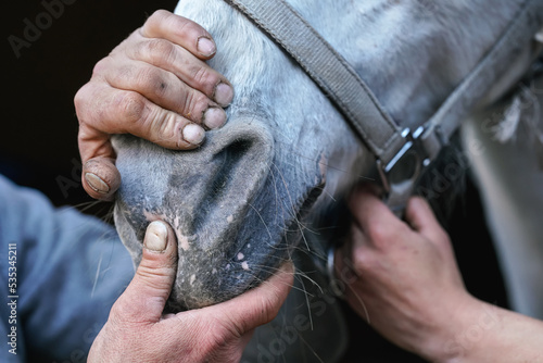 Veterinarian holding horse mouth closed, after feeding it sedative, close-up detail