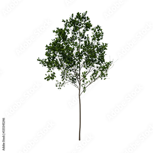 Front view tree plant   Young Red Oak tree 1   png 