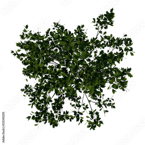 Top view tree plant ( Young Red Oak tree 1 ) png 