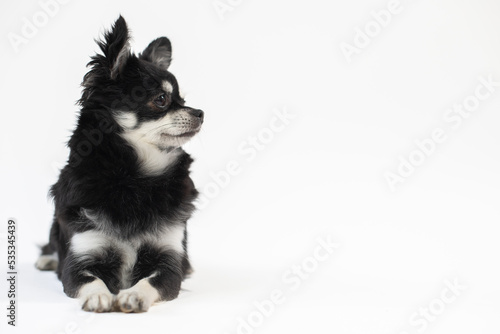 Fototapeta Naklejka Na Ścianę i Meble -  Portrait vom schwarz/weißen Chihuahua Hund im Studio auf weißen Hintergrund mit Platz für Text