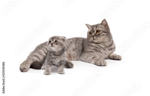 Beautiful grey Scottish Mother cat and it's cute kitten isolated on a white.