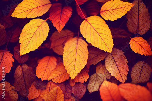 Autumn leaves in autumn season
