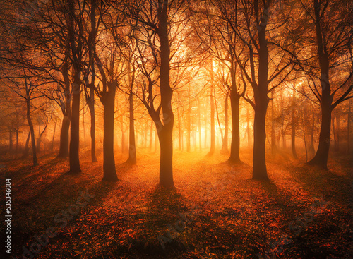 Autumn forest scene with sunlight shining through the trees