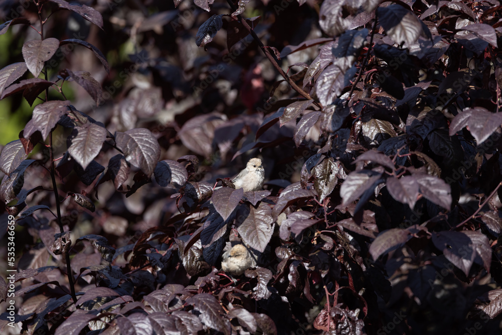 Two bushtits nestled among leaves in a tree in Bremerton, Washington.