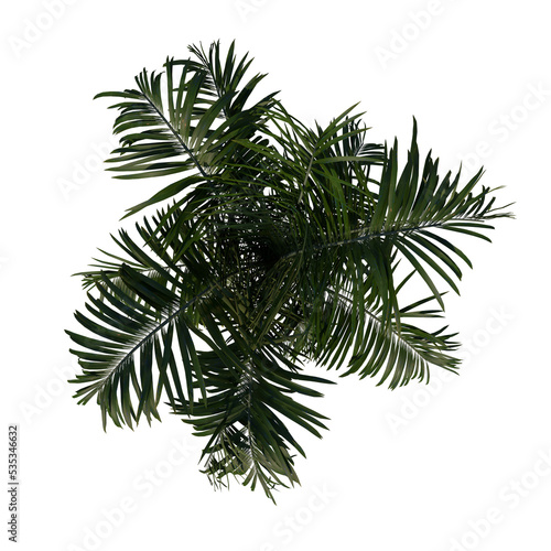 Top view of plant (Young Roystonea Oleracea Palm Tree 2) tree png © Emmanuel Vidal