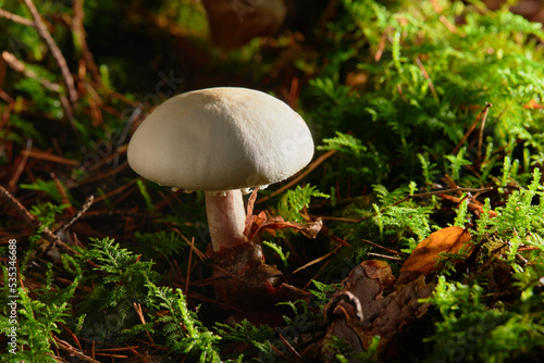 Edible mushroom Agaricus known as horse mushroom. A wildgrowing mushroom outdoors photo