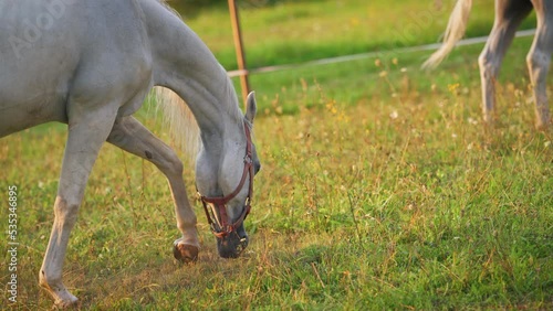 White Arabian horse grazing on green field, small foal near, closeup detail