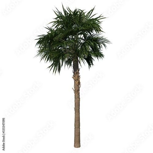 Front view of plant (Adolescent Palmetto Palm Tree 3) tree png