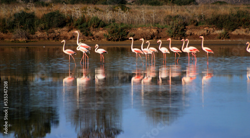 flamingos na ria formosa photo