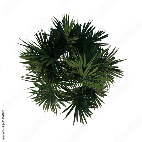 Top view of plant (Young Palmetto Palm Tree 1) tree png