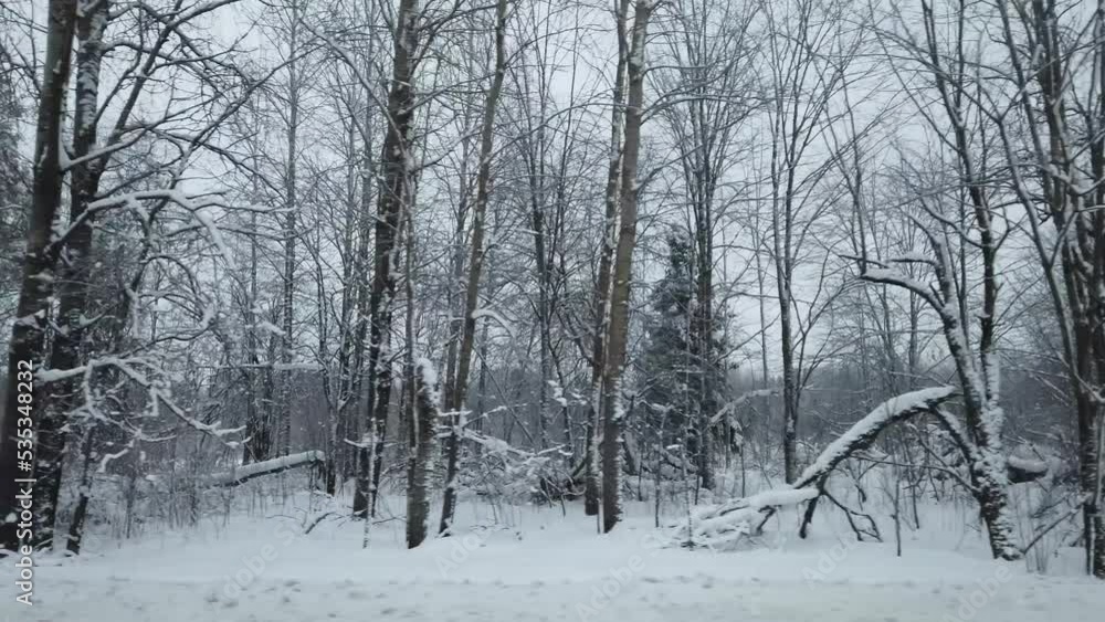 Snow covered winter forest. view with side motion