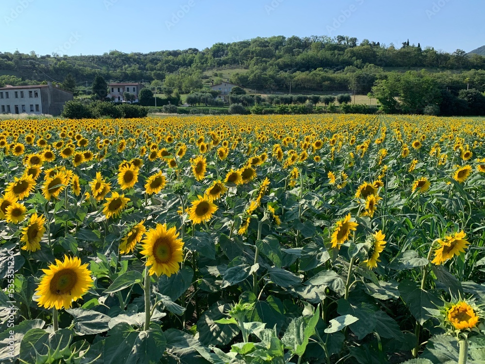 field of sunflowers field of sunflowers