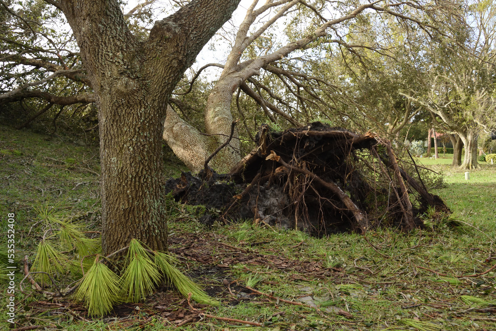 Ταπετσαρία Oak tree was uprooted during Hurricane Ian in residential area in Sarasota, Flor