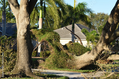 Big Oak tree was uprooted during Hurricane Ian hitting residential area in Sarasota County, Florida, USA