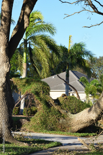 Large Oak tree was uprooted during Hurricane Ian hitting residential area in Sarasota County, Florida, USA