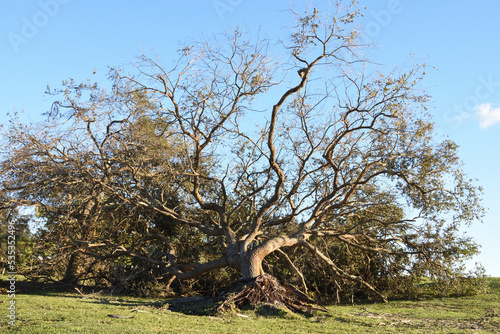 Canvas Print The large oak tree was uprooted by hurricane Ian category 4 in southwest Florida in 2022