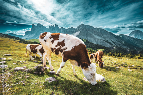 Brown white patterned dolomites cows grazing on meadow in the morning. Seceda, Saint Ulrich, Dolomites, Belluno, Italy, Europe. photo