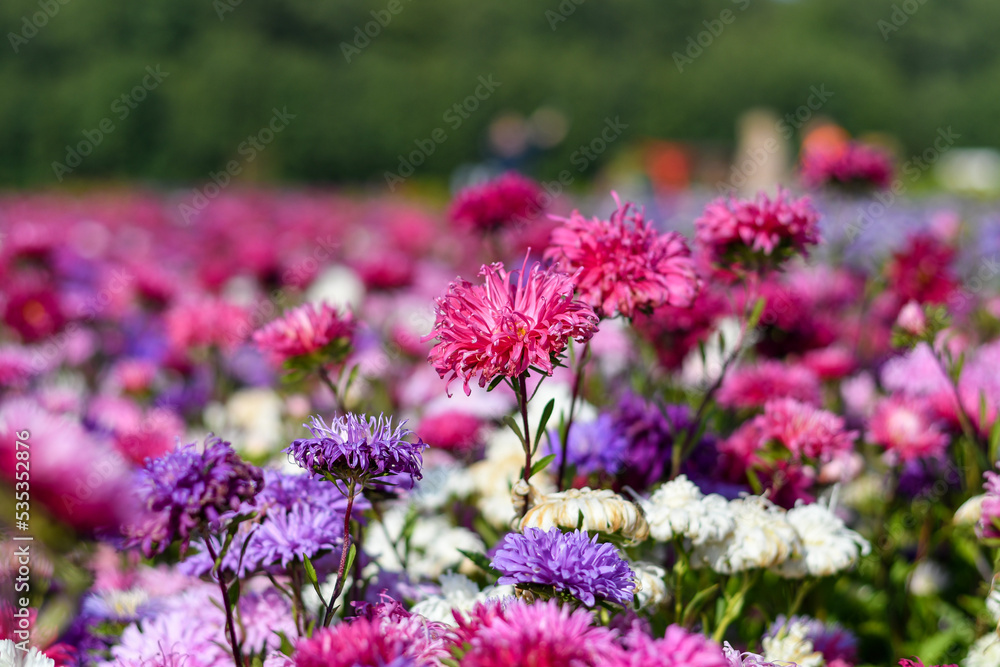 Obraz premium Purple and pink asters in the flower field. Selective focus.
