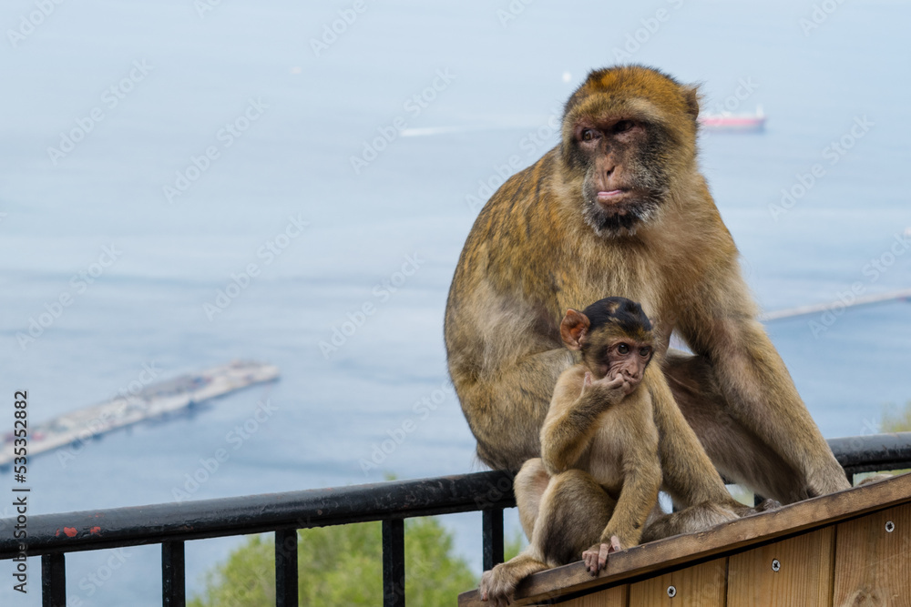 portrait of a baby and mother Barbary Macaque