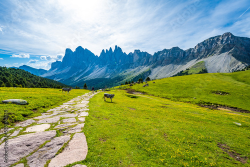 Athletic woman walks along beautiful hike trail at Seceda with brown white patterned dolomites cows in the morning. Seceda, Saint Ulrich, Dolomites, Belluno, Italy, Europe.
