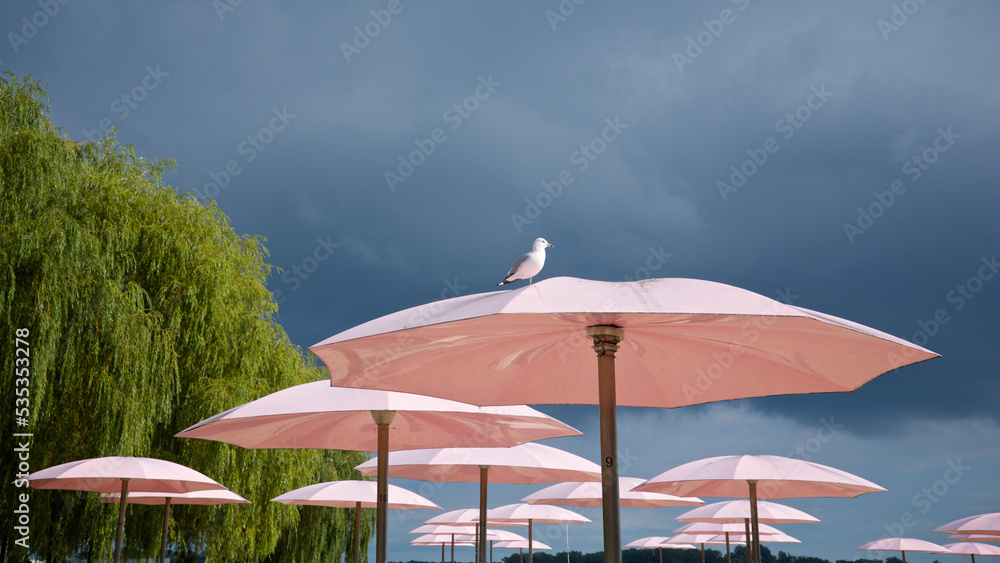 A seagull rest on a pink beach umbrella with dark cloud background