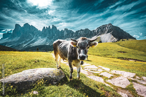 Young brown dolomites cow curiously looking at the camera in the morning. Seceda, Saint Ulrich, Dolomites, Belluno, Italy, Europe. photo