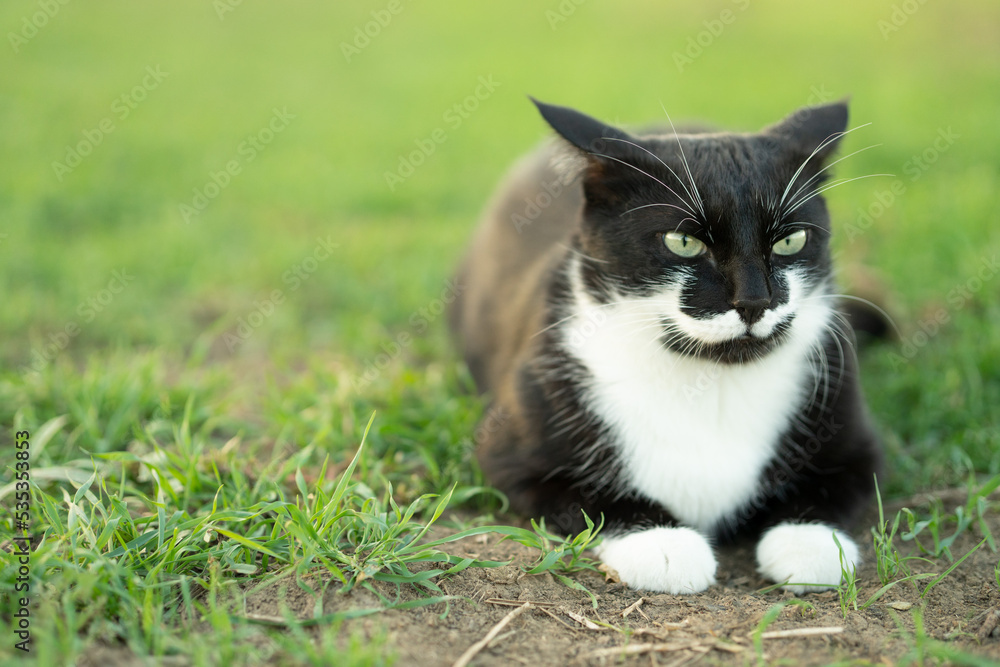cat ears turned back. charismatic cat on green grass. a cat with white paws pursed its ears. the heavy gaze of a cat. cat ears turned back. charismatic cat on green grass. a cat with white paws pursed its ears. the heavy gaze of a cat.