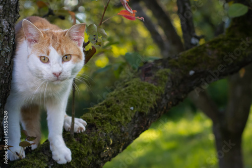 Yellow and white cat standing on a tree branch